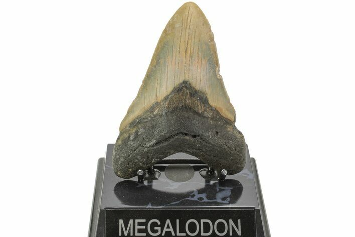 Fossil Megalodon Tooth - North Carolina #204569